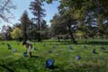 A UC Davis volunteer helps distribute food in bags widely distributed in the Quad to help serve those in need while helping to ensure safe distances.