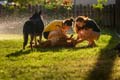 Zulma Castellon, Senior, sociology and psychology double major, along with roommate Maggie Ewing, plays with their dogs in the park.